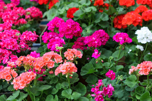 The Enchanting Whisper of Geraniums: A Fragrant Elegance in Simply Fancy