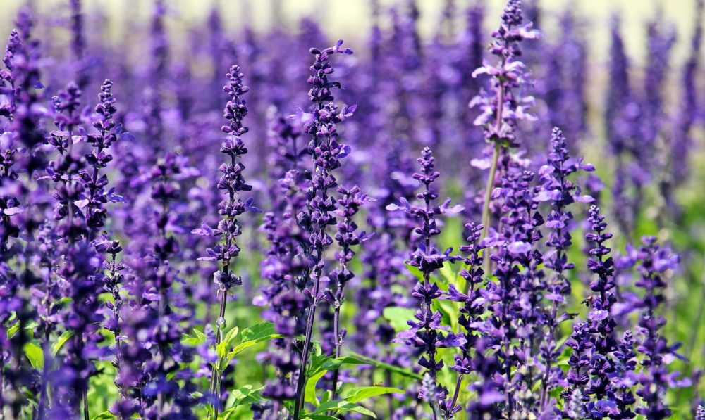 Lavender Bliss: A Fragrant Ode to Elegance and Serenity