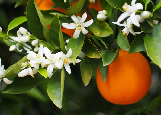 The Invigorating Elegance of Orange Blossom: A Fragrant Awakening